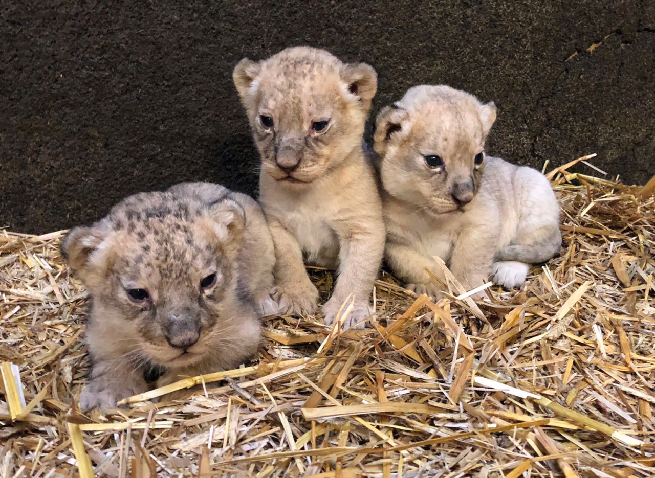 Die putzigen Löwen-Babys bereichern den Zoom Gelsenkirchen.