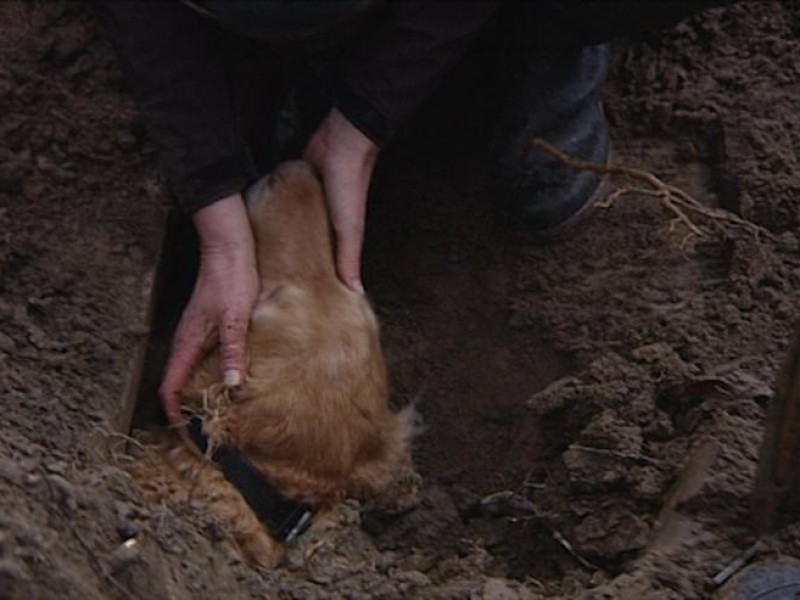 Der Golden Retriever Cliff war sieben Meter tief in das nur 30 Zentimeter breite Rohr gekrochen und hatte sich dort eingeklemmt. Die Feuerwehr grub ihn aus.