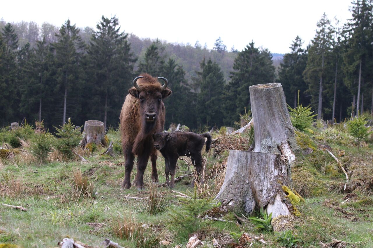 Zuletzt hat eines der bei Bad Berleburg lebenden Wisente Wanderer angegriffen. 