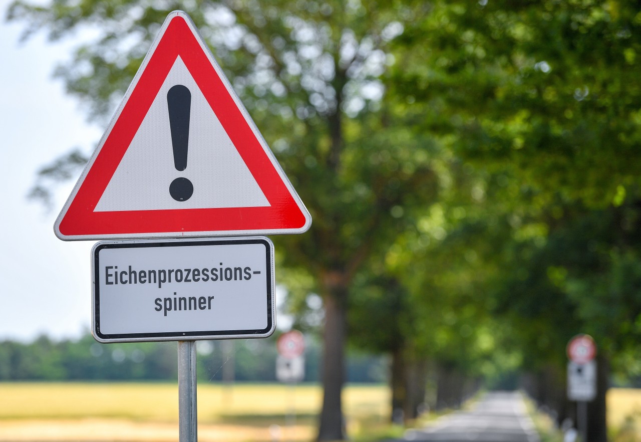 In Brandenburg wird vor dem Eichenprozessionsspinner gewarnt.