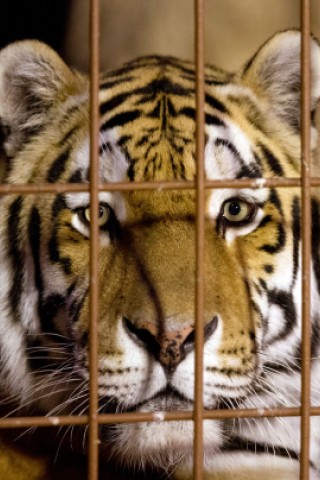 Tiger Rasputin blickt am 19.09.2013 im Allwetterzoo durch die Gitterstäbe seines Geheges. Bild: dpa