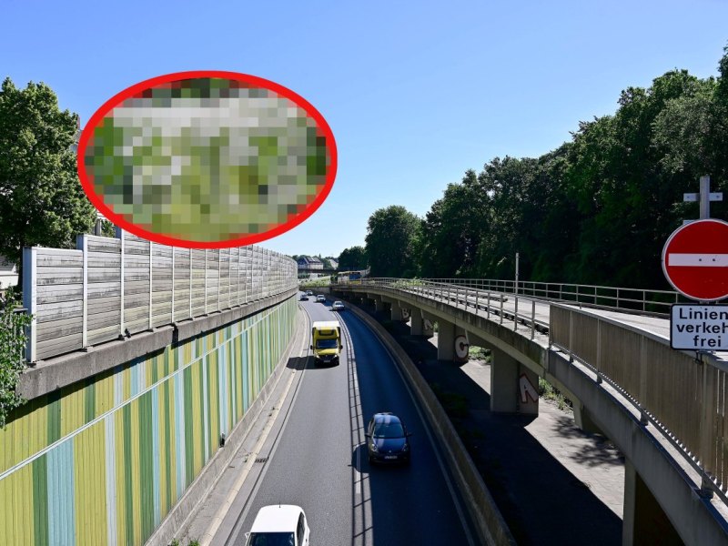 A2, A40 und Co.: Achtung! Diese gefährliche Pflanze wächst auch an der Autobahn