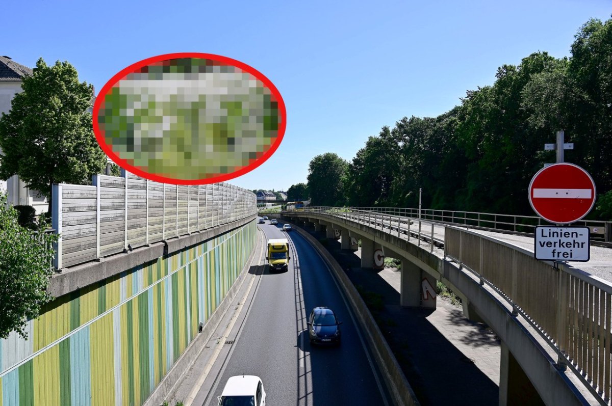 A2, A40 und Co.: Achtung! Diese gefährliche Pflanze wächst auch an der Autobahn