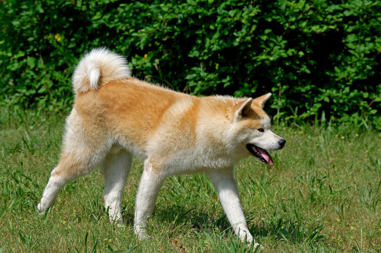 Der Akita wurde ebenfalls eingeschläfert. (Symbolbild)