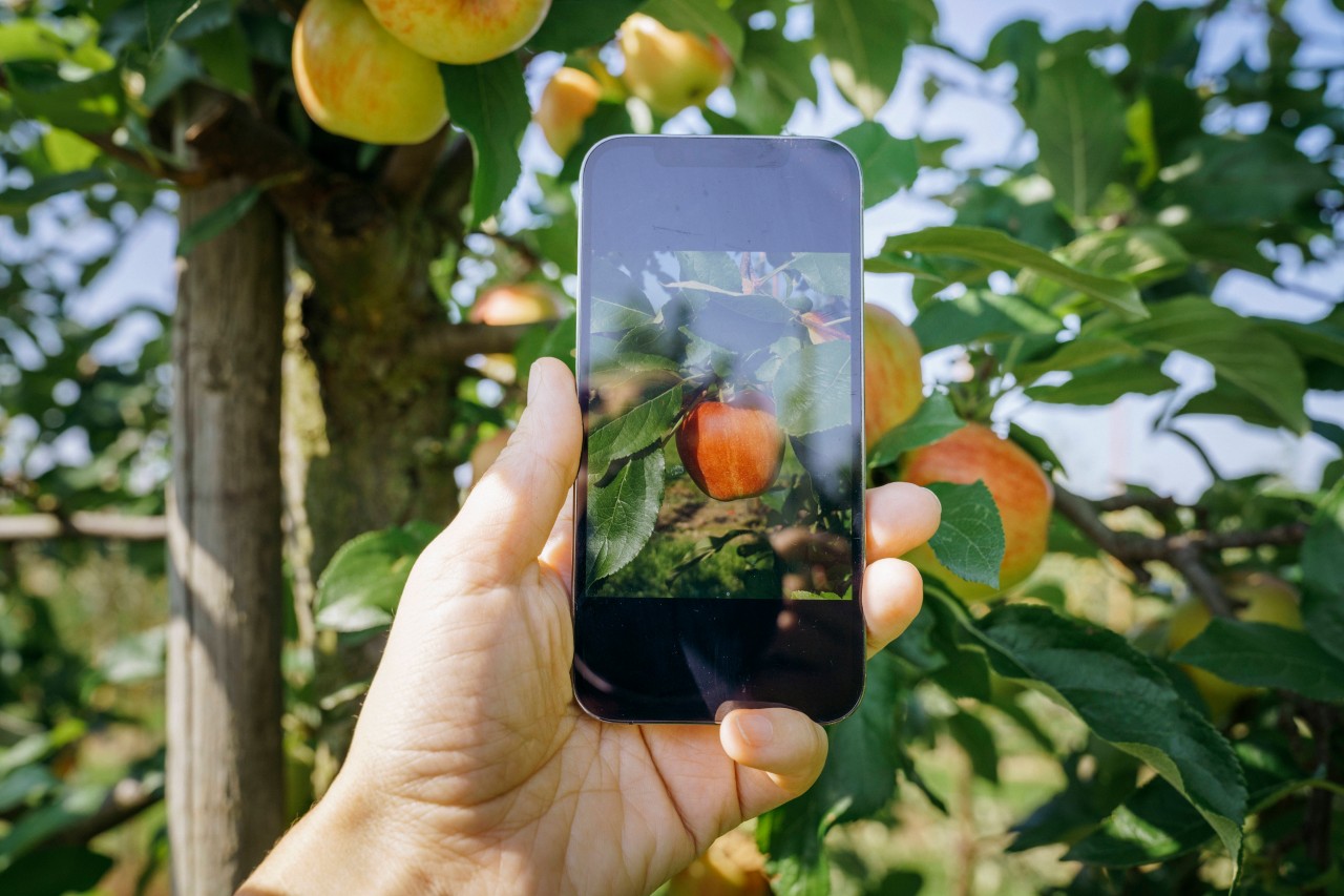 Apple: Nur der Nutzer selbst, kann die Foto-Funktion an seinem iPhone steuern. (Symbolbild)