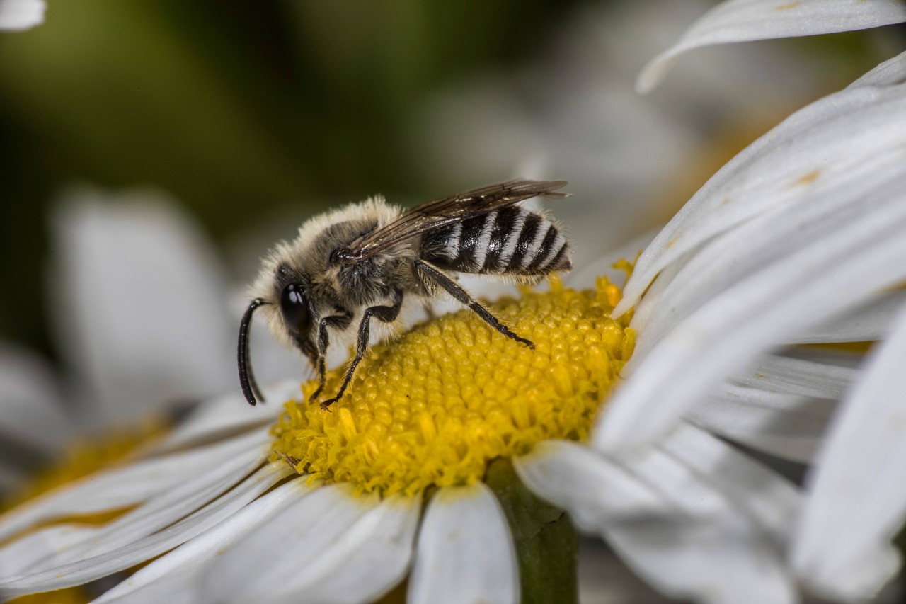 Der Stich eines Insektes kann für einen Hund schon ziemlich gefährlich werden. (Symbolbild)