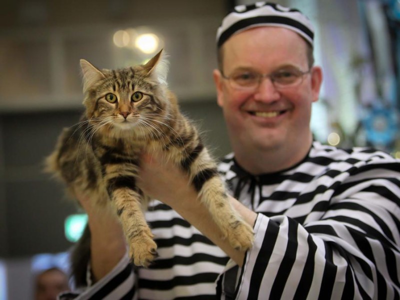 Teilen sich die Streifen: Katze und Herrchen.