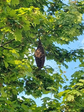 Beeindruckender Bienenschwarm in Bochum.