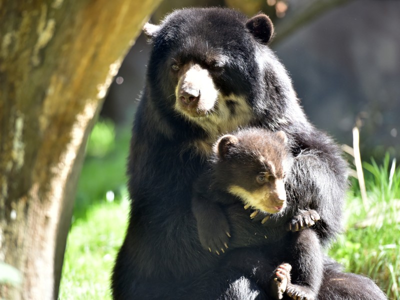 Weihnachtskinder: Die beiden Brillenbär-Babys wurden beide am 24.12.2017 im Duisburger Zoo geboren.