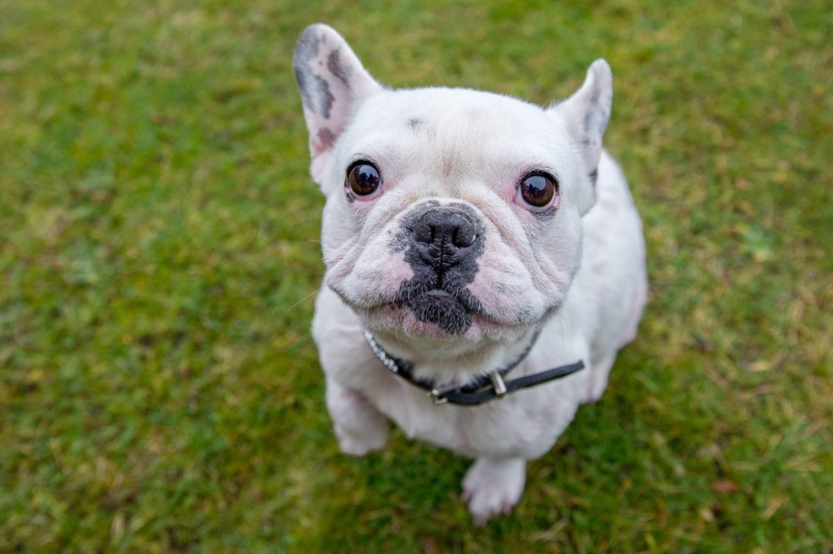 Bulldogge Hund.jpg