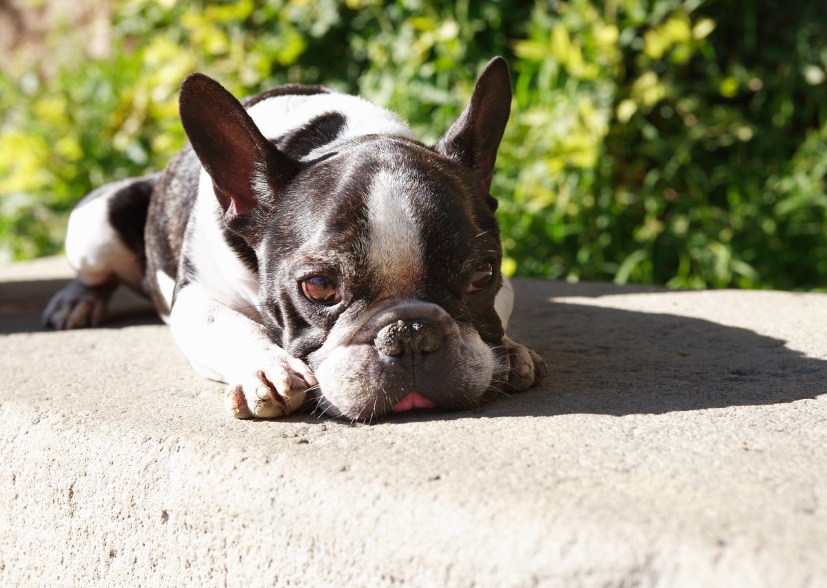 Bulldogge Hund.jpg