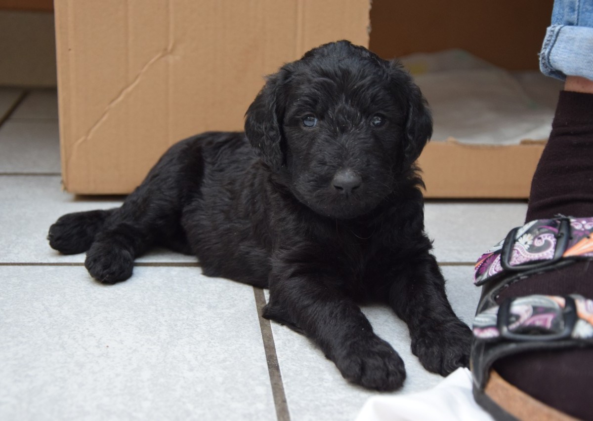 Dieser Welpe sucht noch ein neues Zuhause!, Lotta säugt ihre Babys., Die Kleinen schlafen sehr viel. Da kann Mama Lotta mal entspannen., Sobald einer der kleinen Welpen wach ist und Mama in der Nähe ist, wird die Milchbar angezapft., Wer kann da eigentlich widerstehen?, Nach dem Erkunden sind die Kleinen erstmal wieder erschöpft.