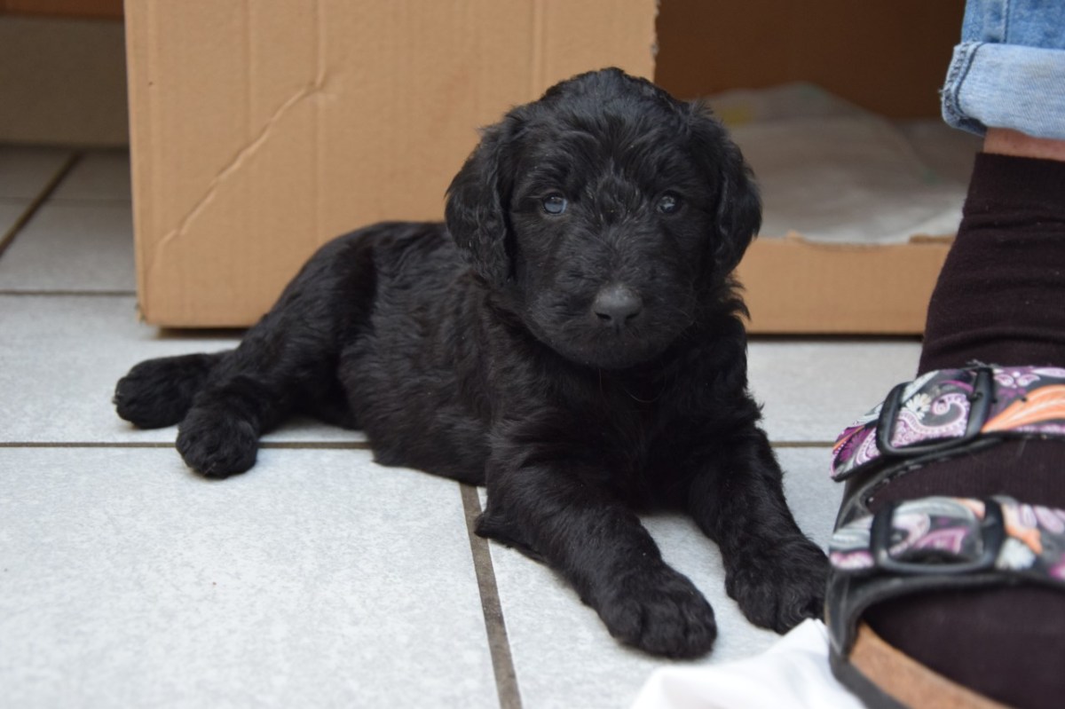 Dieser Welpe sucht noch ein neues Zuhause!, Lotta säugt ihre Babys., Die Kleinen schlafen sehr viel. Da kann Mama Lotta mal entspannen., Sobald einer der kleinen Welpen wach ist und Mama in der Nähe ist, wird die Milchbar angezapft., Wer kann da eigentlich widerstehen?, Nach dem Erkunden sind die Kleinen erstmal wieder erschöpft.