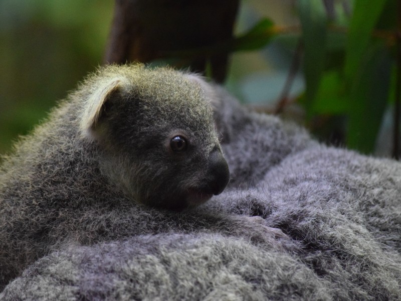 Der kleine Koala hat noch keinen Namen.