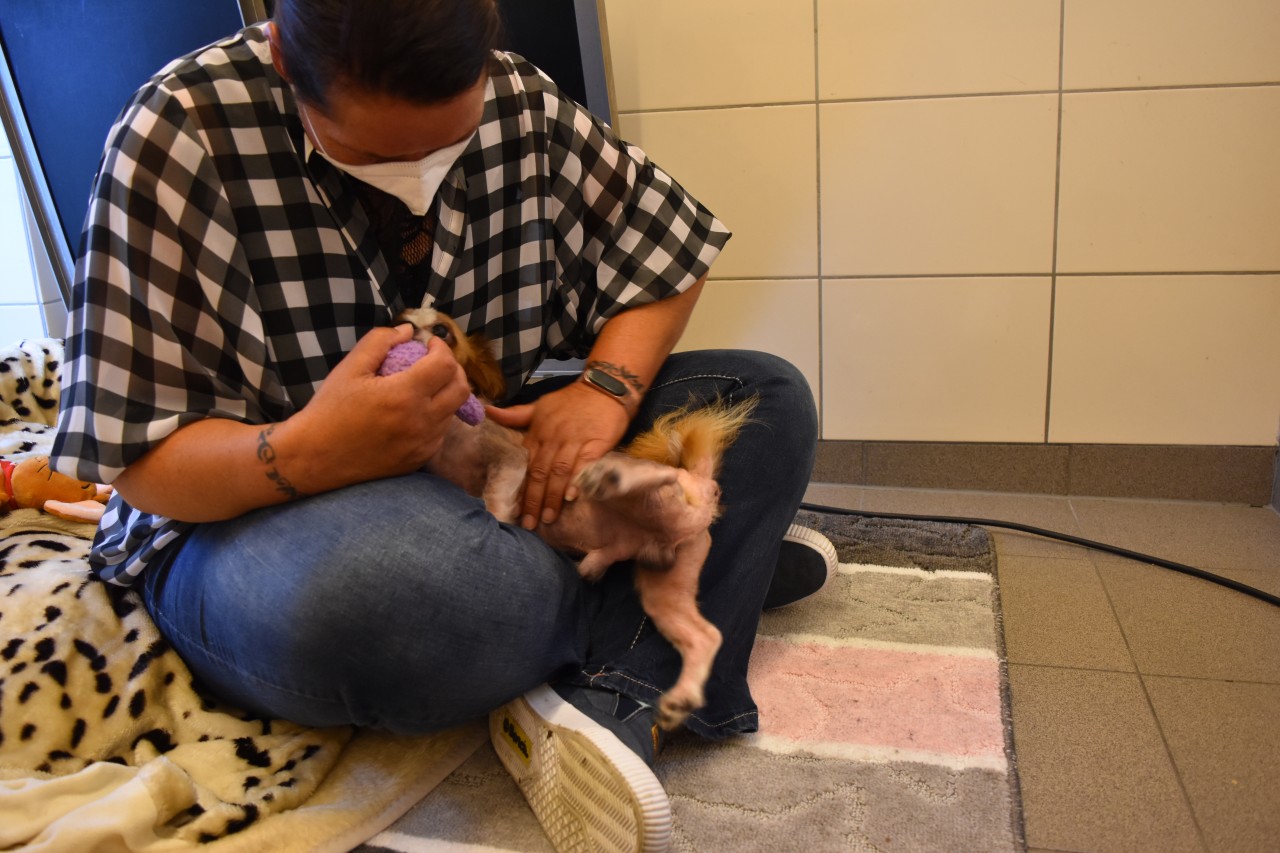 Hund in Essen: Bobby mit Tierheimleiterin Jeanette Gudd. 