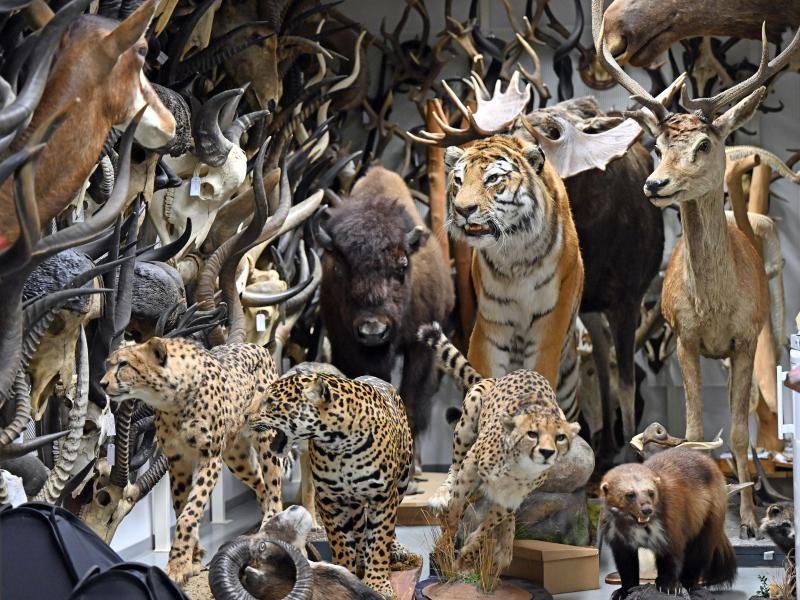 Das Naturkundemuseum Erfurt wird im Herbst 100 Jahre alt. Zum Jubiläum ist eine große Ausstellung geplant.