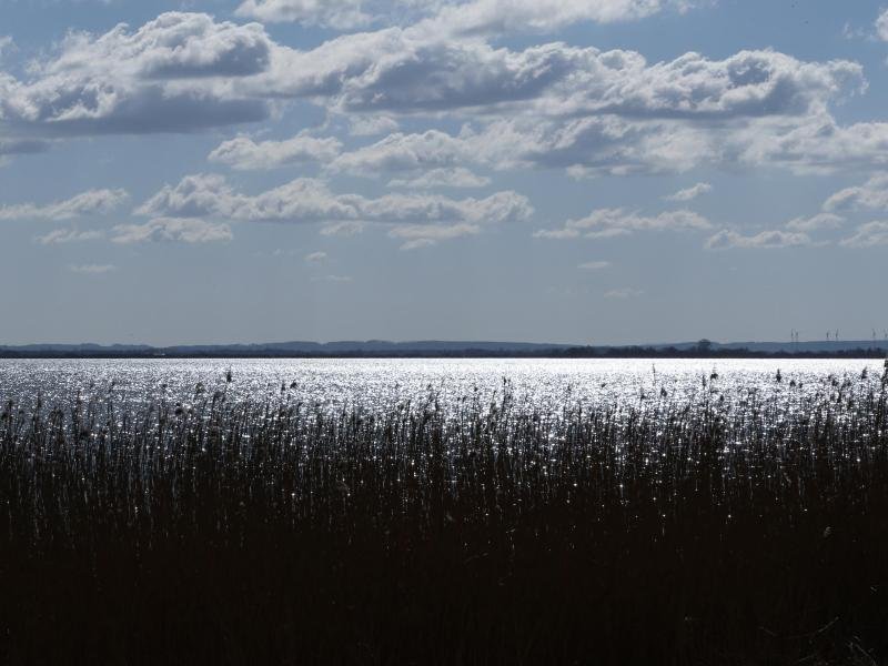 Der Dümmer ist der zweitgrößte See in Niedersachsen und gilt als "Hotspot" der Artenvielfalt, gerade für Vögel.