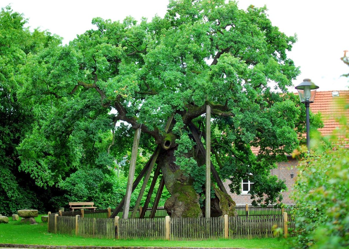 Die Femeiche in Raesfeld Erle.jpg