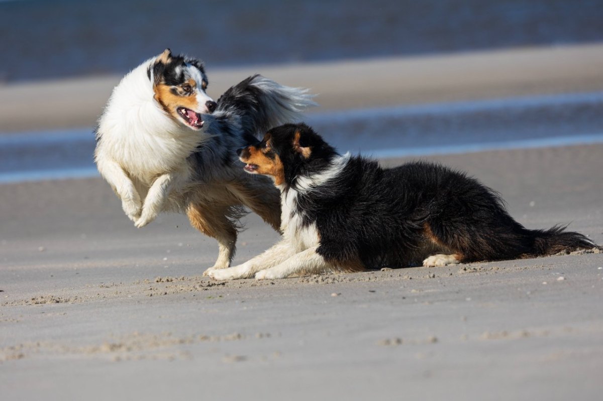 Dortmund-Hund-beißt-frau-ins-gesicht.jpg