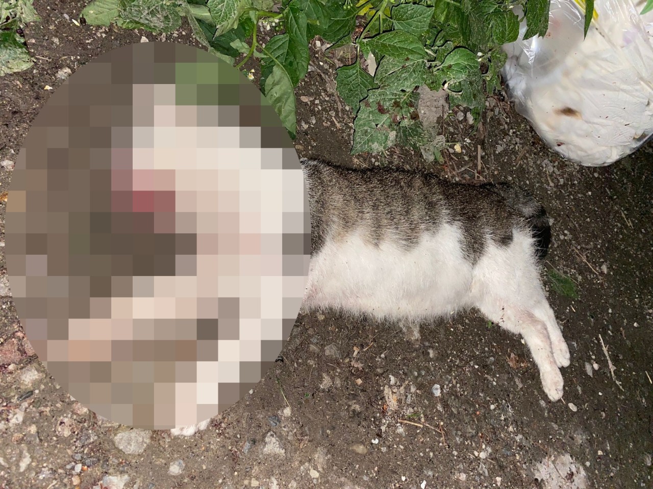 Duisburg-Marxloh: Dieser Kater wurde mutmaßlich totgeschlagen.