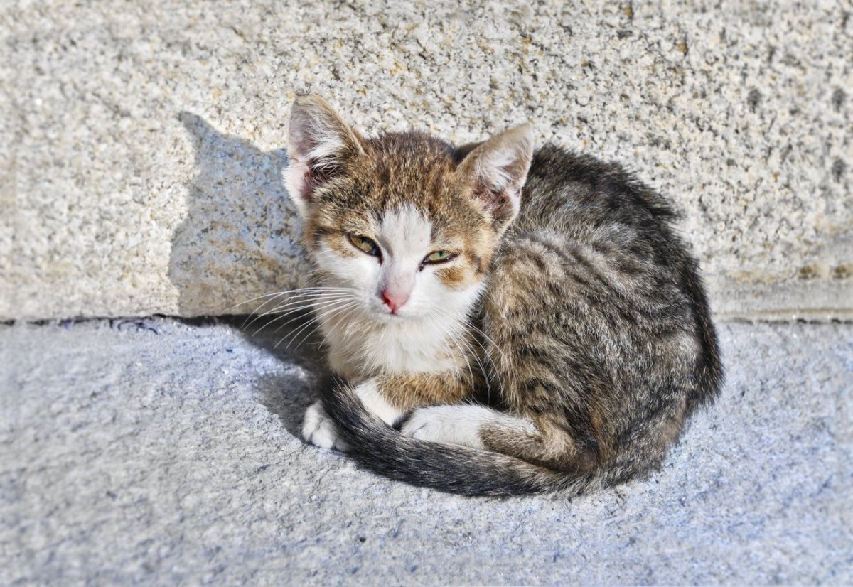 Duisburg-Straßenkatze.jpg