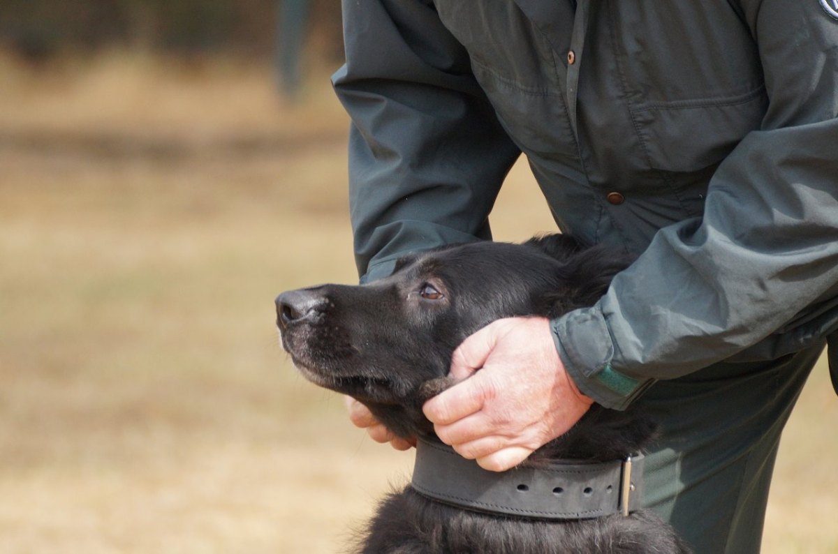 Duisburg-hund.jpg