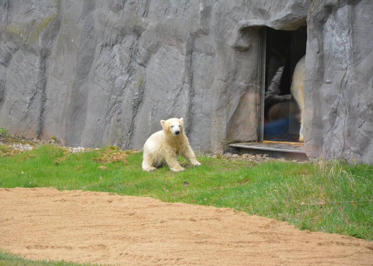 Eisbär Nanook.jpg