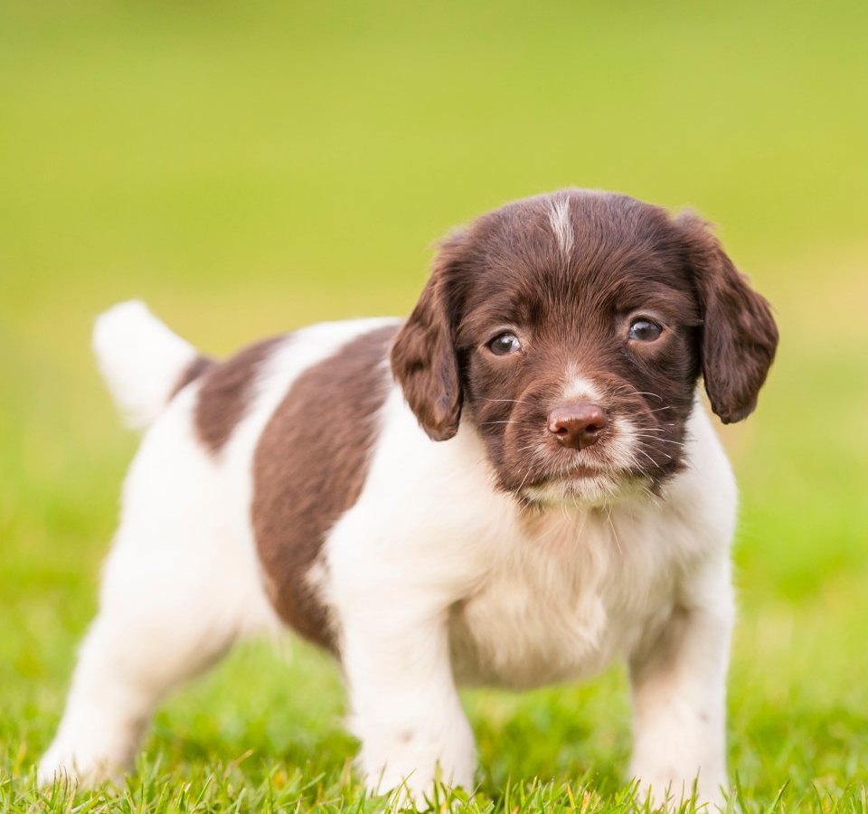 English Springer Spaniel welpe.jpg