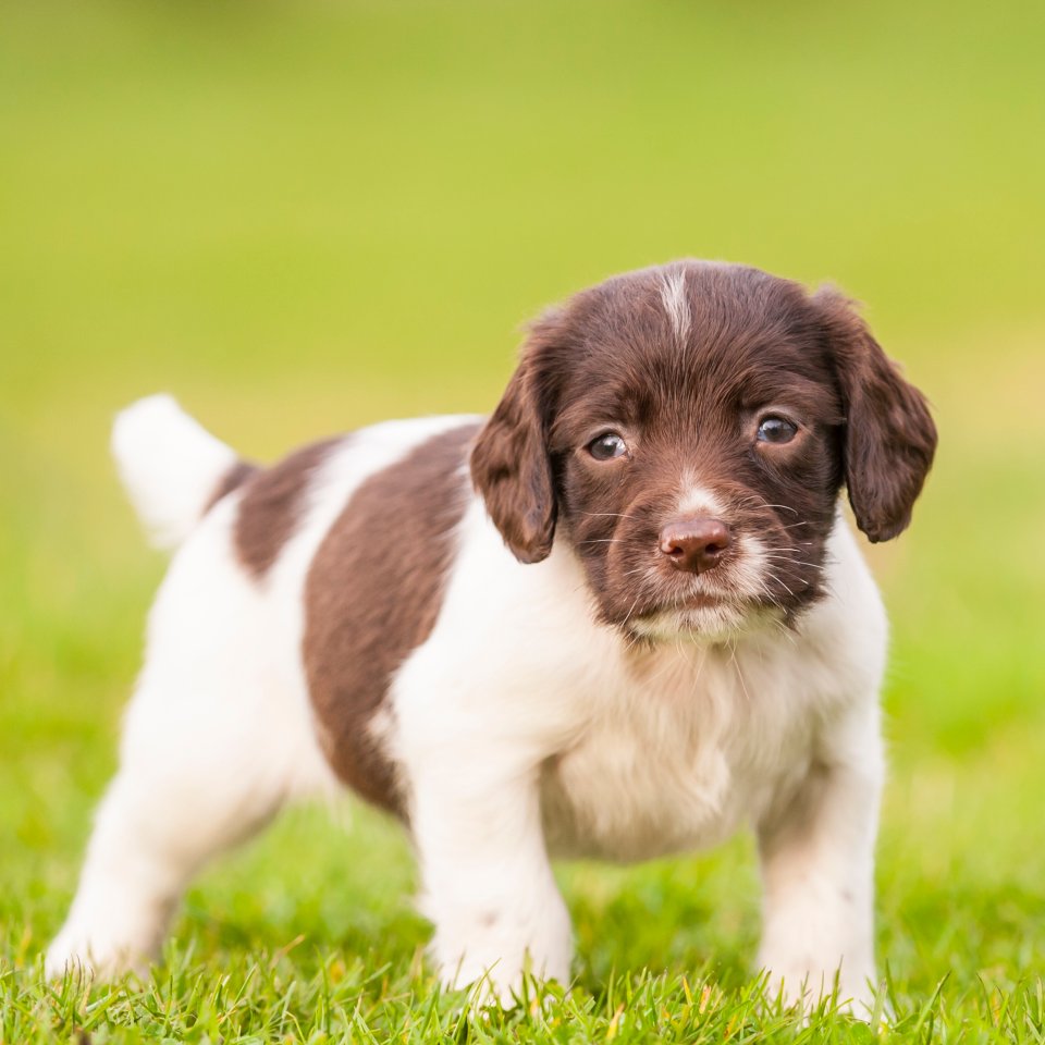 English Springer Spaniel welpe.jpg