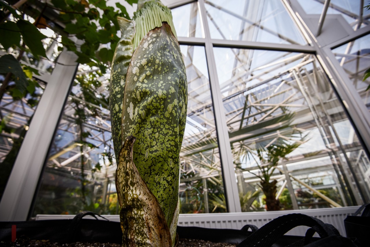 Essen: Dieser massive Titanwurz steht im Grugapark vor der Blüte.