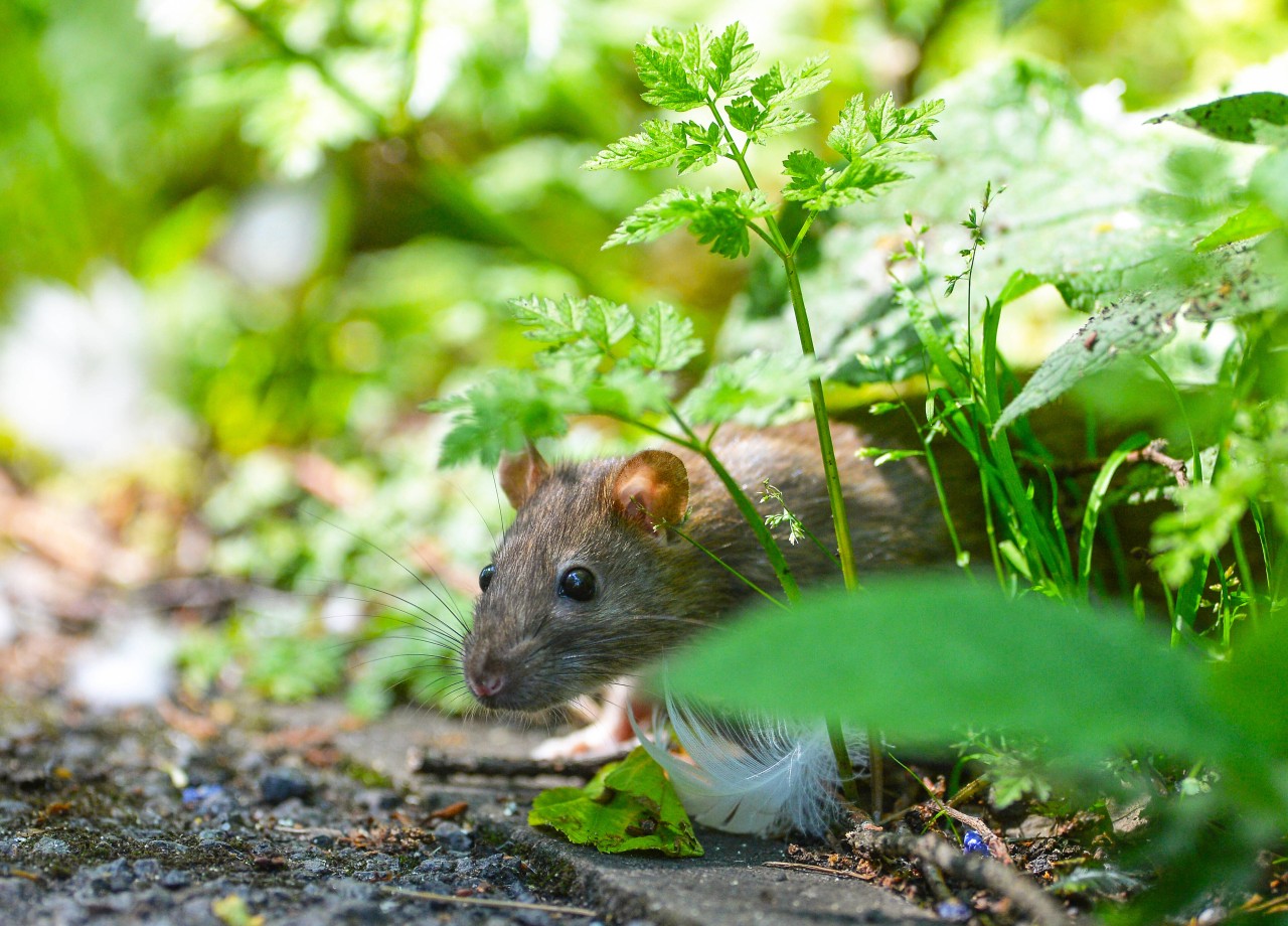 Essen: Diese Tiere sind Kulturfolger des Menschen und in allen Städten zu finden. 