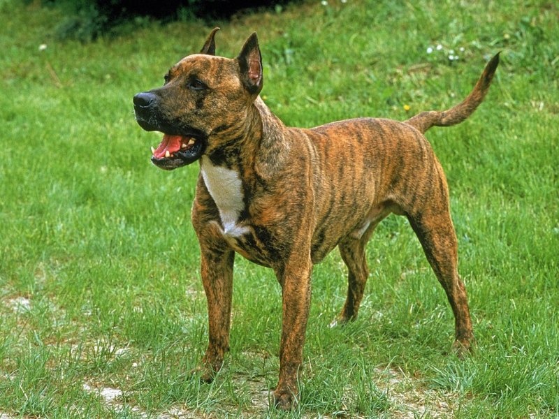 Essen Hannover Staffordshire Terrier