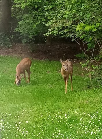 Bewohner aus dem selben Stadtteil in Essen durften sich ebenfalls über einen Besuch aus der Tierwelt freuen. 