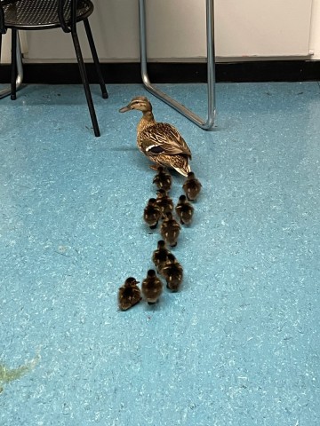 Essen: Der erste Ausflug einer Enten-Mama mit ihren Küken führte direkt in das Sekretariat einer Schule.