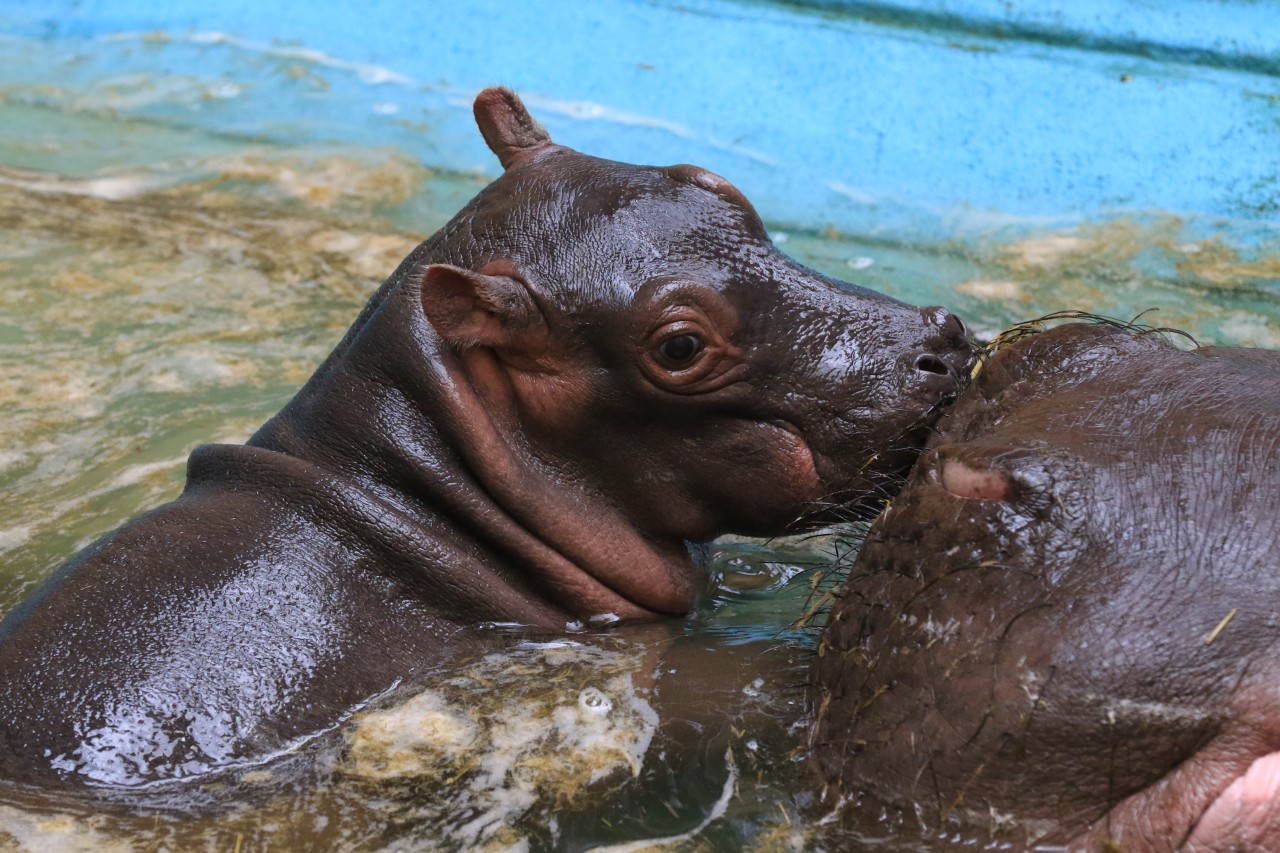 Das Flusspferd „Nils“ kurz nach seiner Geburt im Jahr 2019. (Archivbild)