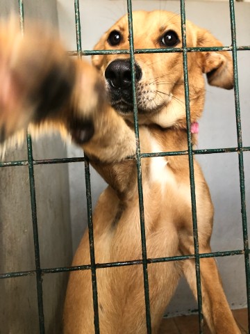 Dieser Golden Retriever Mischling ist anderthalb Jahre alt, trägt aber noch keinen Namen.