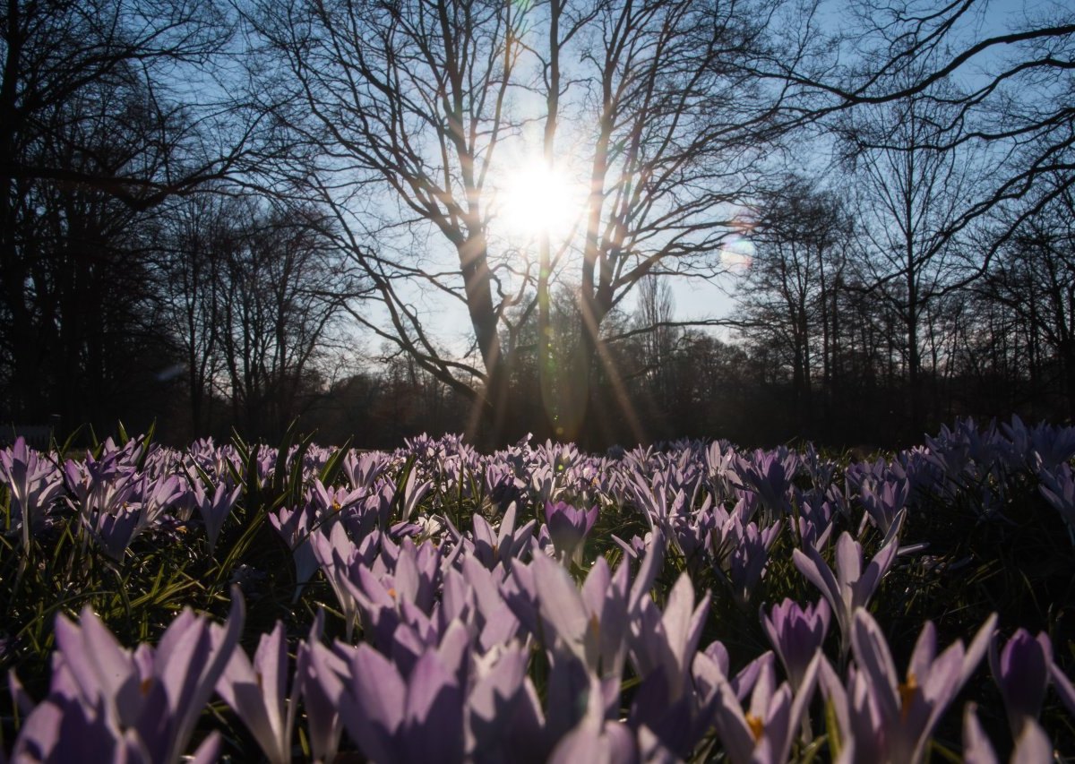 Frühling.jpg