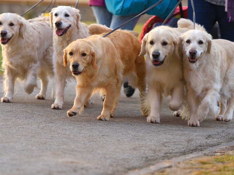 ...im Rudel, wie diese Gruppe Labradors...