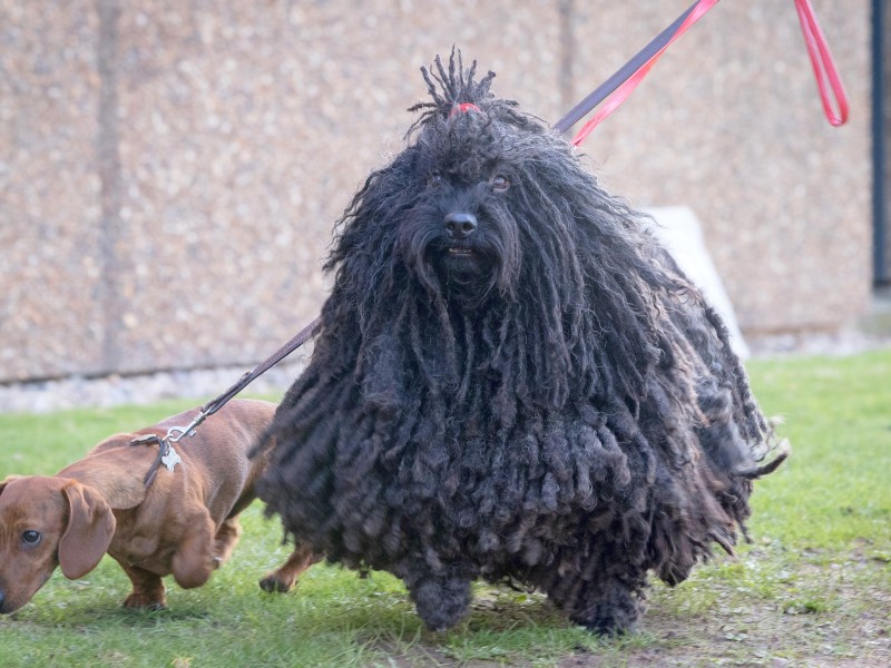 Vom 9. bis 12. März präsentieren in der britischen Stadt Birmingham Züchter ihre Hunde in Kategorien wie „Jagdhund“ oder „Zwerghund“. 