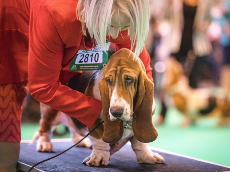 Weniger enthusiastisch scheint dieser Basset Hound.