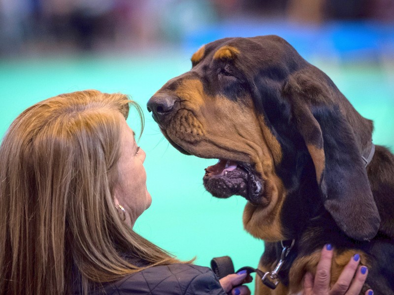 2016 feierte „Crufts“ 125 jähriges Jubiläum. Die erste Schau fand bereits 1891 statt.