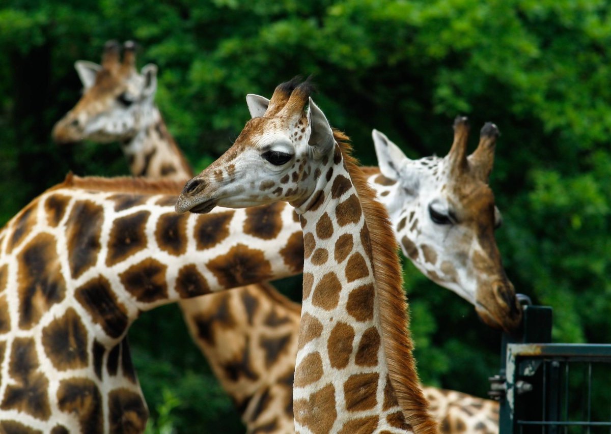 Giraffen Zoo Magdeburg