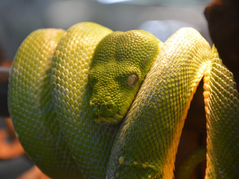 Ein Grüner Baumpython im Zoo Zajac.