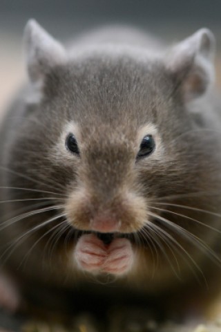 Süß sehen Goldhamster mit ihrem weichen Fell und den dunklen Knopfaugen aus - allerdings eignen sie sich nicht als Haustier für Kinder.