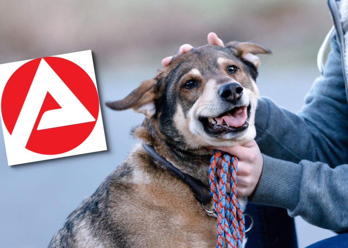 Hartz4 Hundesteuer