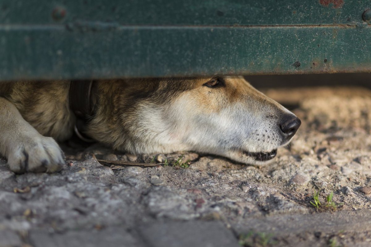 Hund.jpg