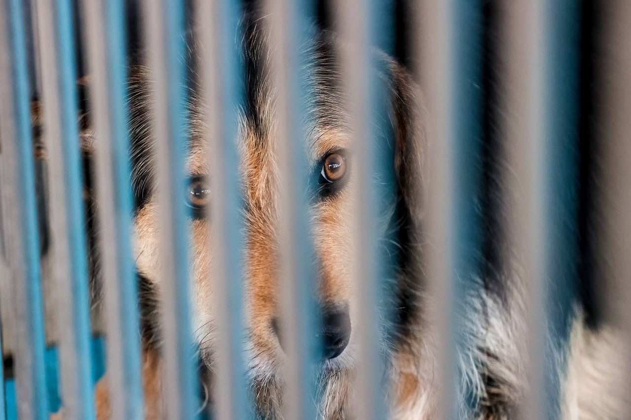 Was für ein Drama um einen Hund. (Symbolfoto)