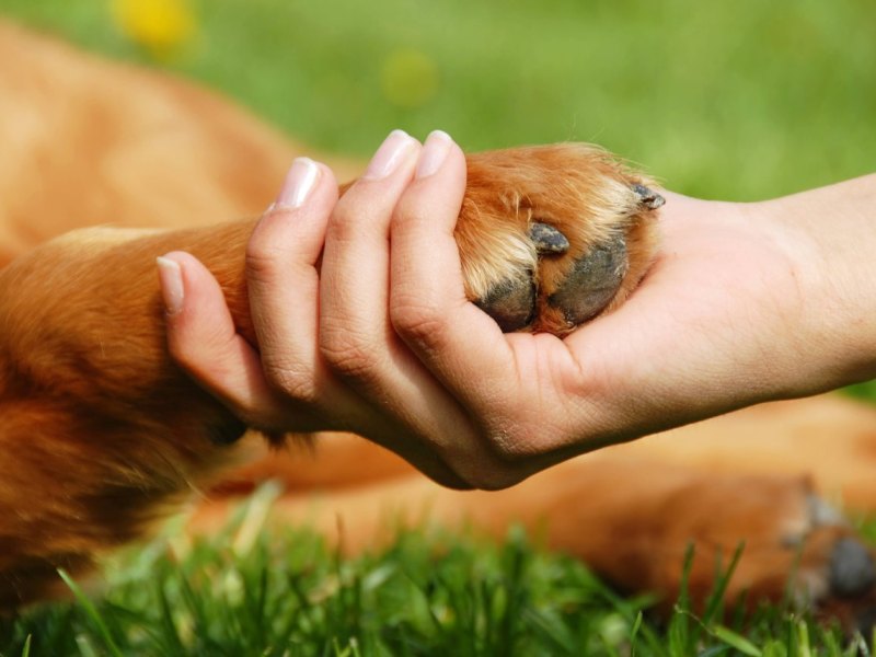 Hund.jpg