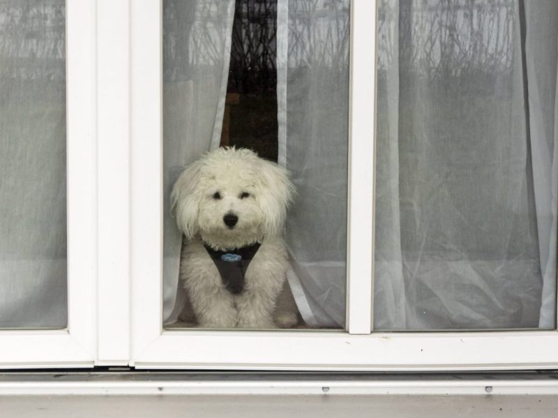 Wie lange kann ein Hund alleine bleiben? Expertin klärt auf