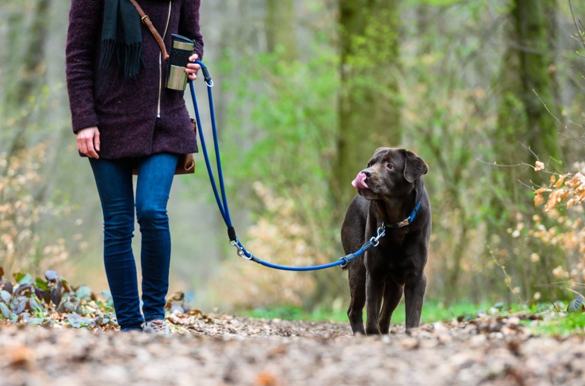 Hund.jpg